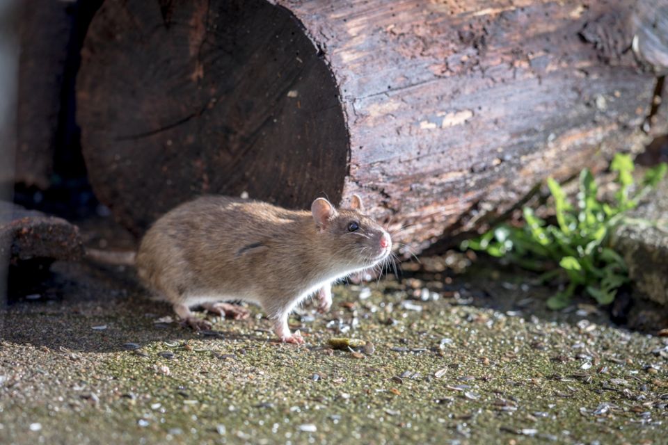 Eine Ratte sitzt vor einem auf dem Boden liegenden Baumstamm und streckt die Nase nach vorne.