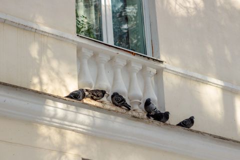 6 Tauben sitzen auf einem Vorsprung einer beigen Hausfassade. Die Fassade wirkt darunter schmutzig.
